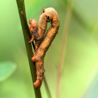 農(nóng)藥殘留檢測儀的應用提高農(nóng)殘檢測效率，適用于流動檢測